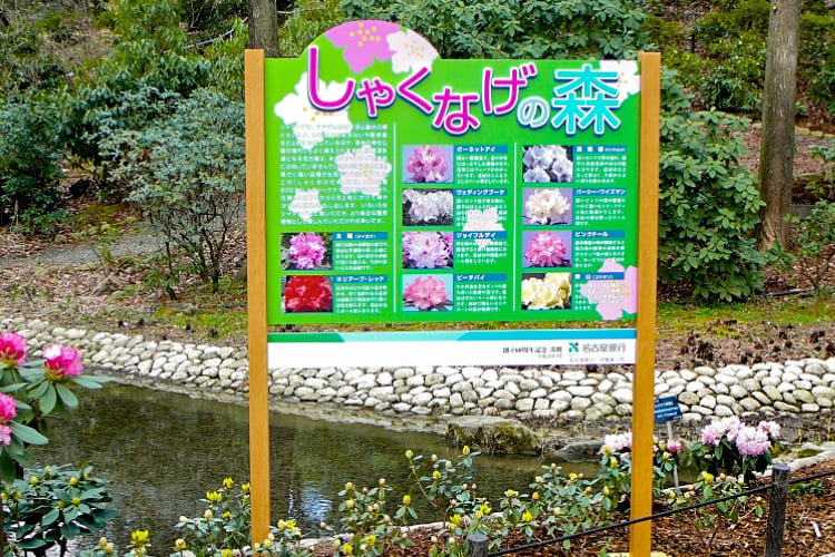 しゃくなげの森の様子
