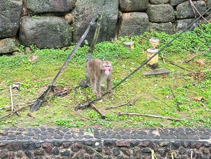 意外と知らない日本動物の様子（4）